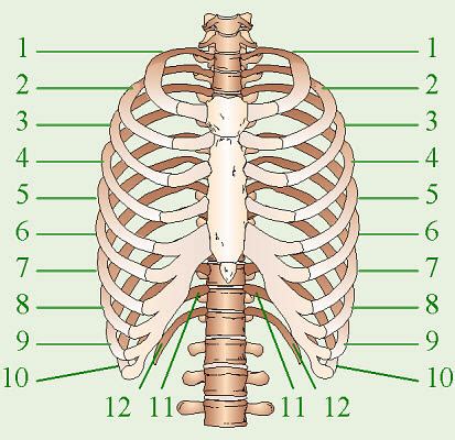 number of ribs in man and woman|Rib Cage: What To Know .